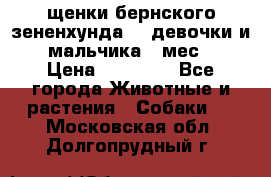 щенки бернского зененхунда. 2 девочки и 2 мальчика(2 мес.) › Цена ­ 22 000 - Все города Животные и растения » Собаки   . Московская обл.,Долгопрудный г.